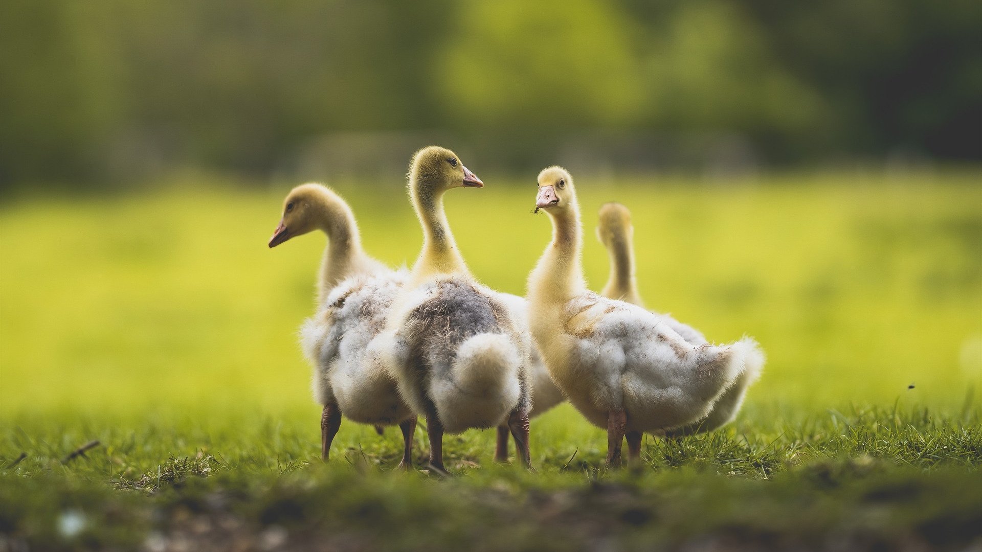 中国女篮加强心理训练 提升抗压能力，中国女篮心理教练黄菁