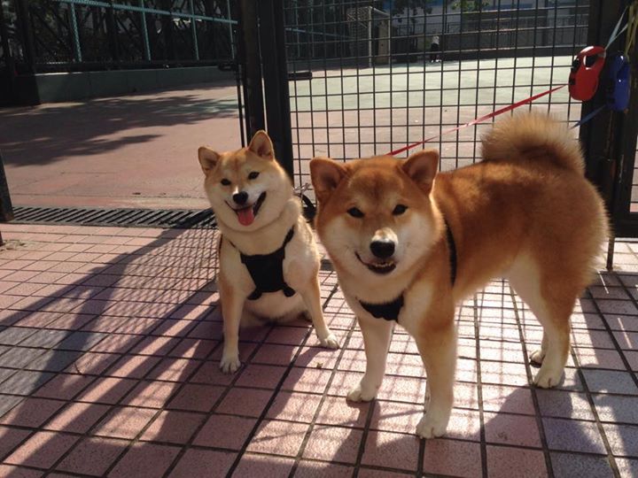 田径赛事天气预判系统提高应急响应，天气预报竞赛