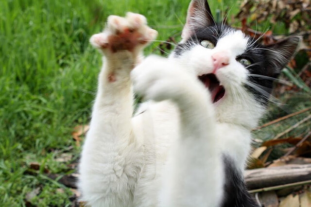 “马科斯·梅特罗的灵活突破与精确传球，带领阿根廷美洲狮队勇闯世界”