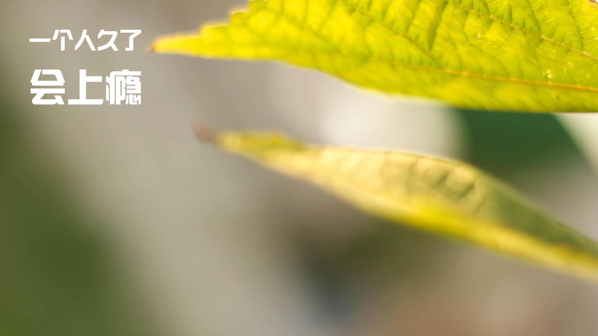 世界杯期间的运动员营养管理，世界杯球员要求